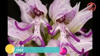 Top 10 Most Beautiful and Strange Flowers