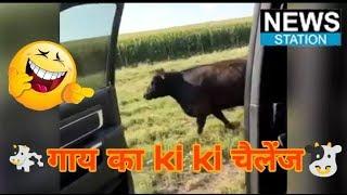 #InMyFeelingschallenge kiki challenge cow | In My Feelings Challenge Has Gone Global | News station
