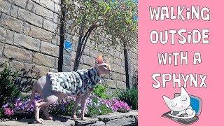 Walking outside with a sphynx cat Casper on the leash