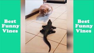 Best Funny Animals Fails Compilation 2018 | New Animals Fails Compilation - Best Funny Vines