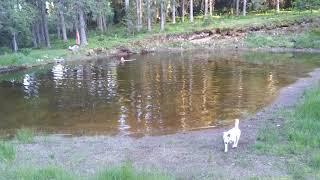 Poikainmäellä Juhannus -vedenneito, A naked women and a dog swimming