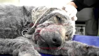 DUMPED TO DIE IN A GARBAGE DUMP , JUSTIN IS CRITICAL ! WE MUST HELP HIM NOW !