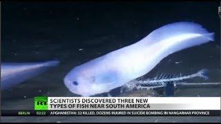 New Species Discovered in the Pacific Ocean