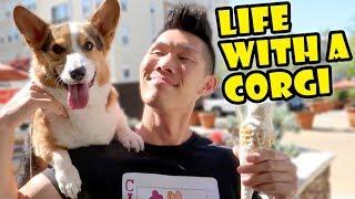 Day in the Life w/a CORGI Dog || Life After College: Ep. 600