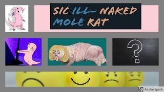 Sic ill- Naked Mole Rat- Female reaction!?!