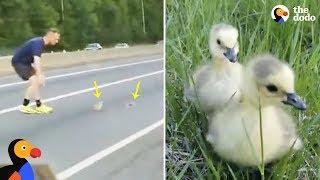 Baby Ducks Stuck on Highway Get Help From Kind Strangers | The Dodo