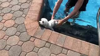 Senior Maltese Dog Swims ‘NAKED’ in Pool
